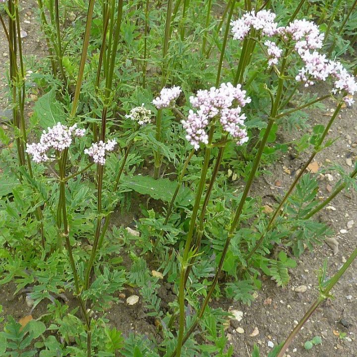 Košarica